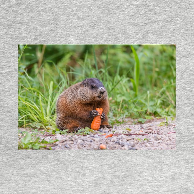 The Beaver feeding on a carrot by josefpittner